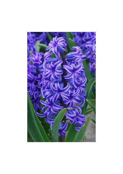 5 Adet Kokulu Cornflower Sümbül Çiçek Soğanı
