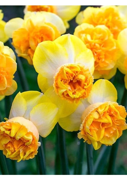 6 Adet Nadir Kokulu Nergis Çiçek Soğanı