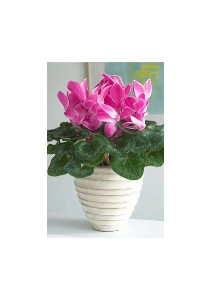 1 Adet Toz Pembe Sıklamen Çiçek Soğanı