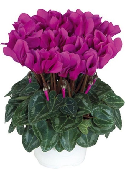 1 Adet Purple Sıklamen Çiçek Soğanı