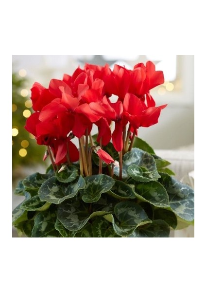 1 Adet Dark Red Sıklamen Çiçek Soğanı - Besin Takviyesi