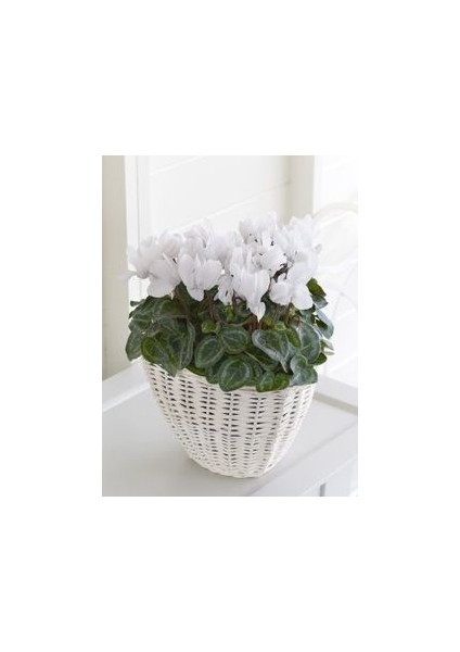 1 Adet Beyaz Sıklamen Çiçek Soğanı