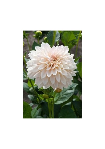 1 Adet Beyaz Kaktüs Yıldız (Dahlia) Çiçek Soğanı