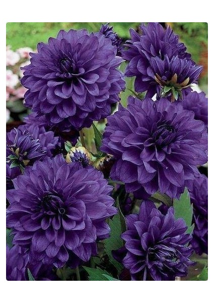 1 Adet Lacivert Kaktüs Yıldız (Dahlia) Çiçek Soğanı
