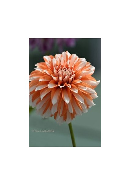 1 Adet 2 Renk Turuncu Dinnerplate Yıldız Çiçek Soğanı