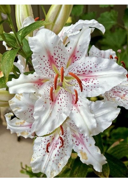 2 Adet Kokulu Benekli Paskalya Çiçek Soğanı