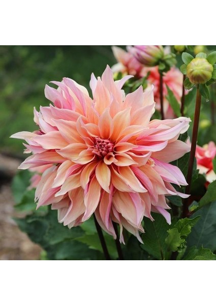 1 Adet Soft Yıldız (Dahlia) Çiçek Soğanı