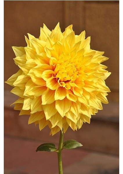 1 Adet Sarı Yıldız (Dahlia) Çiçek Soğanı