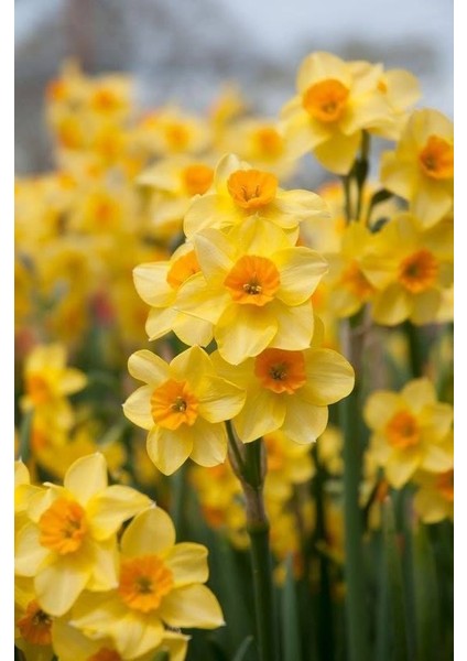 3 Adet Sarı Renk Kokulu Nergis Çiçek Soğanı