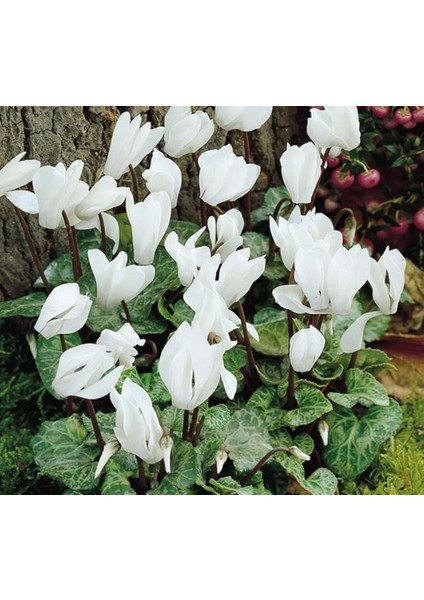 2 Addt Beyaz Sıklamen Çiçek Soğanı