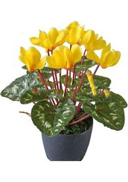 2 Adet Sarı Sıklamen Çiçek Soğanı