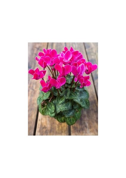 2 Adet Pembe Sıklamen Çiçek Soğanı