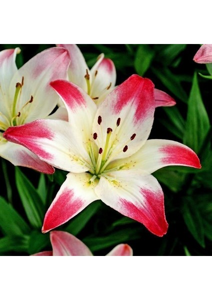 2 Adet Pembe-Beyaz Renkli Zambak Çiçeği Soğanı