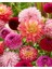 4 Adet Mix Dahlia (Yıldız) Çiçek Soğanı 1