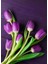 3 Adet Purple Lale Çiçek Soğanı 1