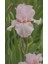 2 Adet Soft Pembe Iris (Süsen) Germenica Çiçek Soğanı 1