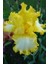 2 Adet Yellow Bird Renk Iris (Süsen) Çiçek Soğanı 1