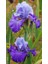 2 Adet Cornflower Renk Iris (Süsen) Germenica Çiçek Soğanı 1