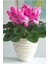 1 Adet Toz Pembe Sıklamen Çiçek Soğanı 1