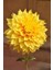 1 Adet Sarı Yıldız (Dahlia) Çiçek Soğanı 1