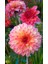1 Adet Pembe Yıldız (Dahlia) Çiçek Soğanı 1