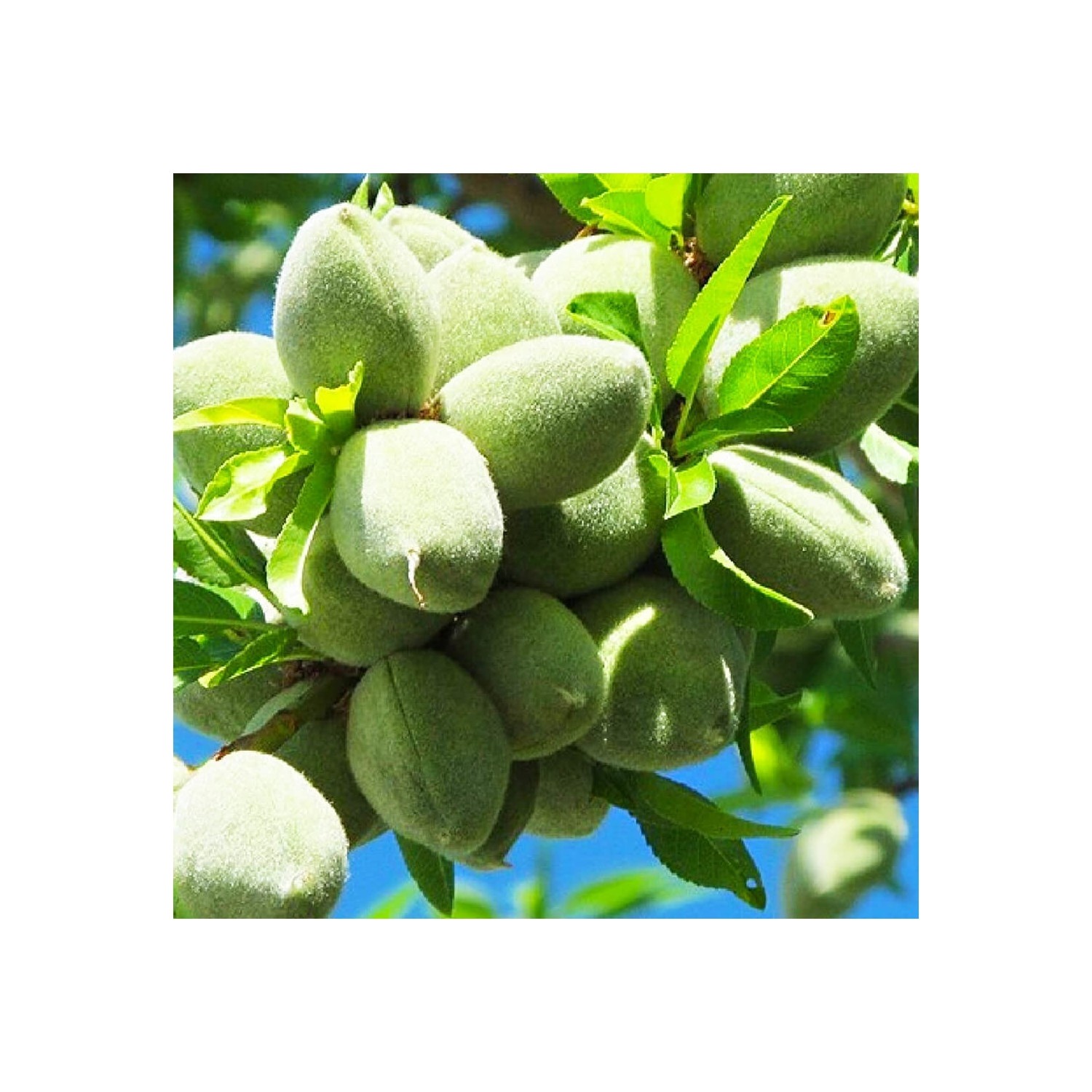 Çermik Fidancılık Amerikan Cinsi Ince Salkımlı Ferragnes Fiyatı