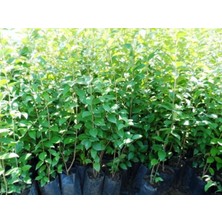 Biorganix Tüplü Kurtbağrı Ligustrum Bahçe Çit Set Fidanı 30 - 50 cm