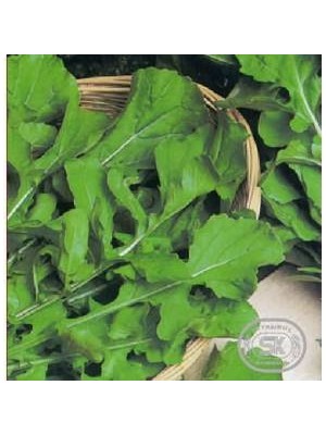 Köy Tohumları 50 Adet Tohum Yerli Yeşil Roka Tohumu Yeni Mahsül Sürpriz Hediye Tohumlu