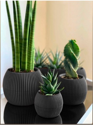 Temmuz Home 3 Lü Set Kaktüs Ve Çiçekler Için Dekoratif Ve Şık Karasu Mercan Saksı Seti Gri