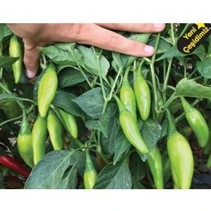 Köy Tohumları 100 Adet Tohum Süper Paket Acı Burbiye Biber Tohumu Yediveren Biber Tohumu Sürpriz Hediye Tohum