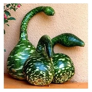 Dükkan Senin Kuğu Su Kabağı Tohumu 3'lü