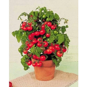 Dükkan Senin Cherry Domates Saksı + Toprak Seti 5’li