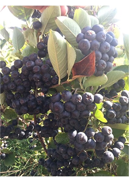 10 Adet Tüplü aronya fidanı (Aronia) Viking Chokeberry 1 yaş