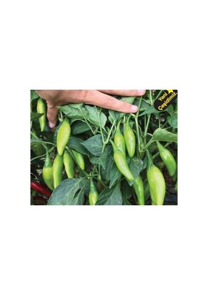 100 Adet Tohum Süper Paket Acı Burbiye Biber Tohumu Yediveren Biber Tohumu Sürpriz Hediye Tohum