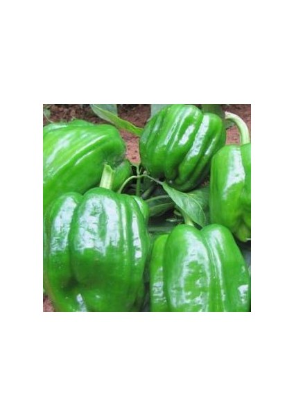 50 Adet Tohum lık Ince Kabuk Tatlı Meşhur Biber Tohum Hediye Tohumlu