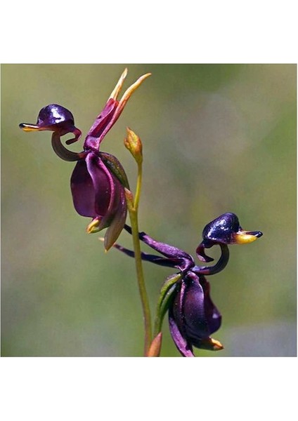 Nadir Ördek Orkide Tohumu 5'li