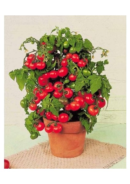 Cherry Domates Saksı + Toprak Seti 5’li