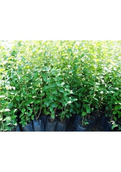 Tüplü Kurtbağrı Ligustrum Bahçe Çit Set Fidanı 30 - 50 cm