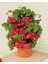 Cherry Domates Saksı + Toprak Seti 5’li 1