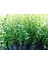 Tüplü Kurtbağrı Ligustrum Bahçe Çit Set Fidanı 30 - 50 cm 1