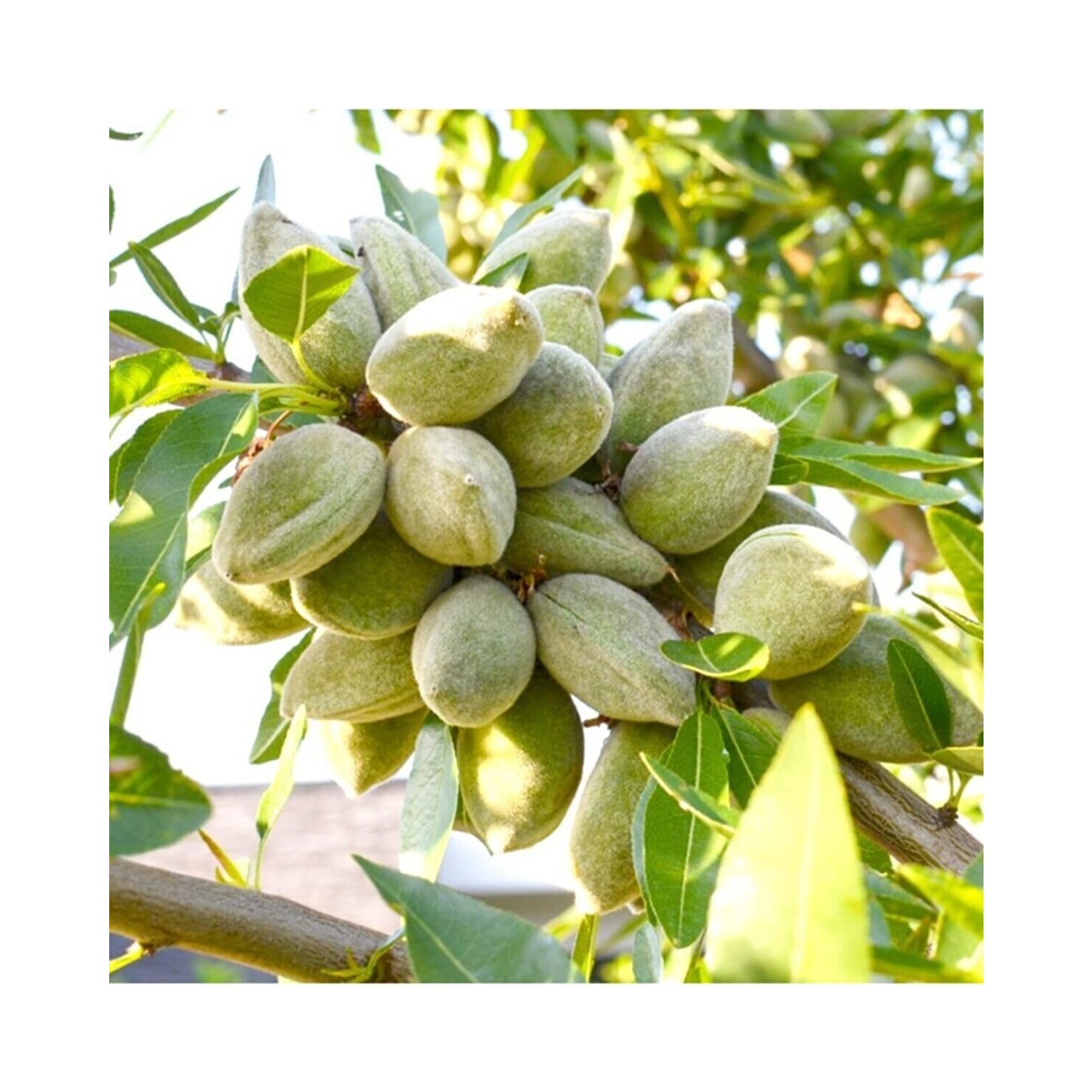 Çermik Fidancılık ( 2 Adet ) Amerikan Cinsi Ince Salkımlı Fiyatı