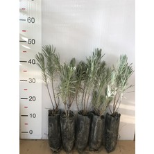 Alata Fidan Tüplü  Lavanta Fidanı  5'li