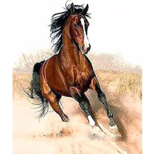 Womb Hobby Arap Atı Sayılarla Boyama Seti 40X50 cm Tuvale Gerili