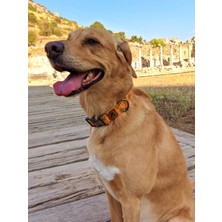 Utd Pet Pine Köpek Boyun Tasması