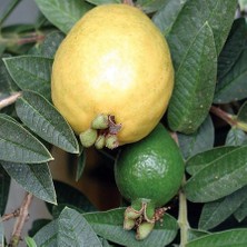 Yavuz Fidancılık Black Sapote (Çikolata Meyvesi Ağacı) Fidanı