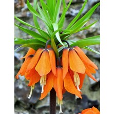 Mevsim Fidancılık Peyzaj Ithal Ters Lale Soğanı - Turuncu - Fritillaria Imperialis Rubra