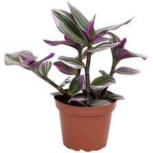 Biorganix Pembe Telgraf Çiçeği Tradescantia Nanouk 15-25 cm