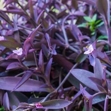 Biorganix Mor Telgraf Kara Sevda Çiçeği Tradescantia 15-25 cm