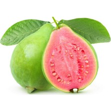 Yavuz Fidancılık Elma Guavası (Psidium Guava) Fidanı