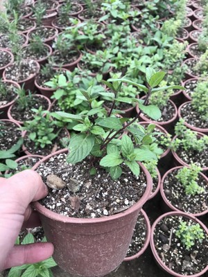 Biorganix Saksılı Nane Fidanı Fidesi 10-20 cm 5 Adet Mentha